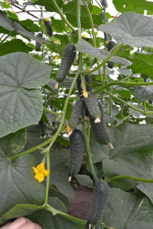 Семена огурца Лютояр